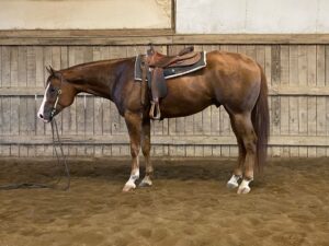 DGS Prospect - 2020 DGS Tall Tales (AQHA/APHA)